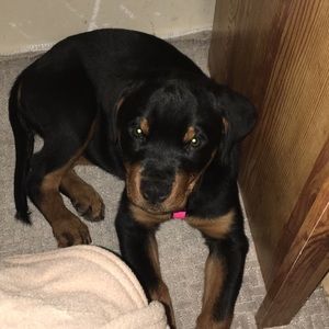 Meet your Posher, Shanda